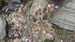 Carduus carlinoides