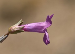 Penstemon confusus