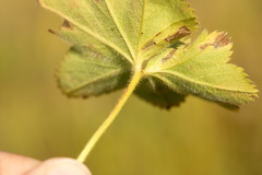 Alchemilla breviloba