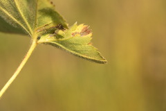 Alchemilla breviloba