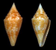 Conus acutangulus