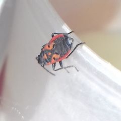 Melanocoryphus tristrami