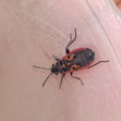 Melanocoryphus tristrami