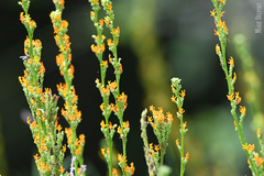 Manulea obovata