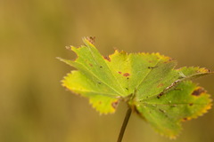 Alchemilla breviloba
