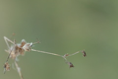 Alchemilla breviloba