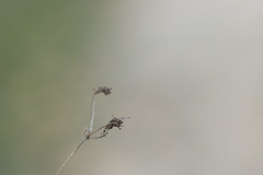 Alchemilla breviloba