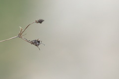 Alchemilla breviloba
