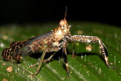 Raphiophora intricata