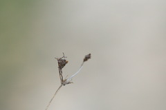 Alchemilla breviloba