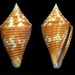 Conus acutangulus - Photo (c) Fabrice Prugnaud, algunos derechos reservados (CC BY-NC), subido por Fabrice Prugnaud