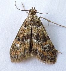 Elophila occidentalis