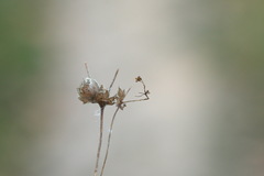 Alchemilla breviloba