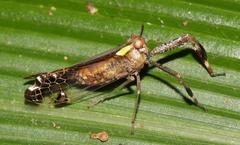 Raphiophora intricata