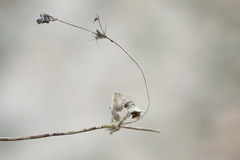 Alchemilla breviloba