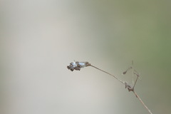 Alchemilla breviloba