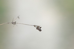 Alchemilla breviloba