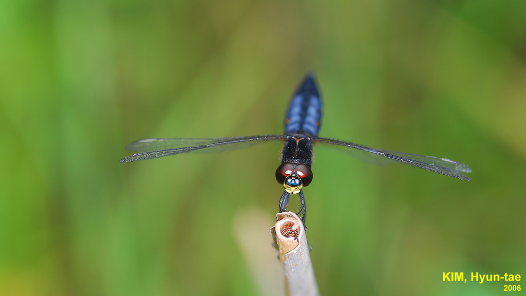 Wide-bellied Skimmer