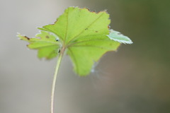 Alchemilla breviloba