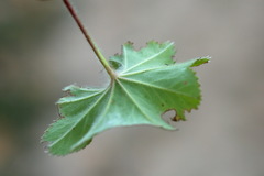 Alchemilla breviloba