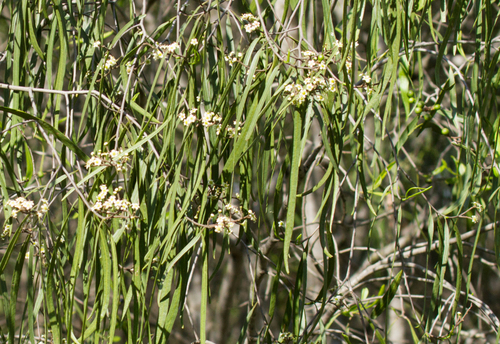 Geijera, photographed by an iNaturalist contributor