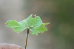 Alchemilla breviloba