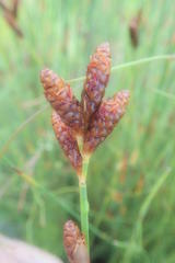 Nevillea obtusissima