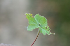 Alchemilla breviloba