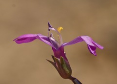 Penstemon confusus