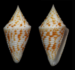 Conus acutangulus