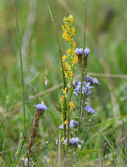 Manulea obovata