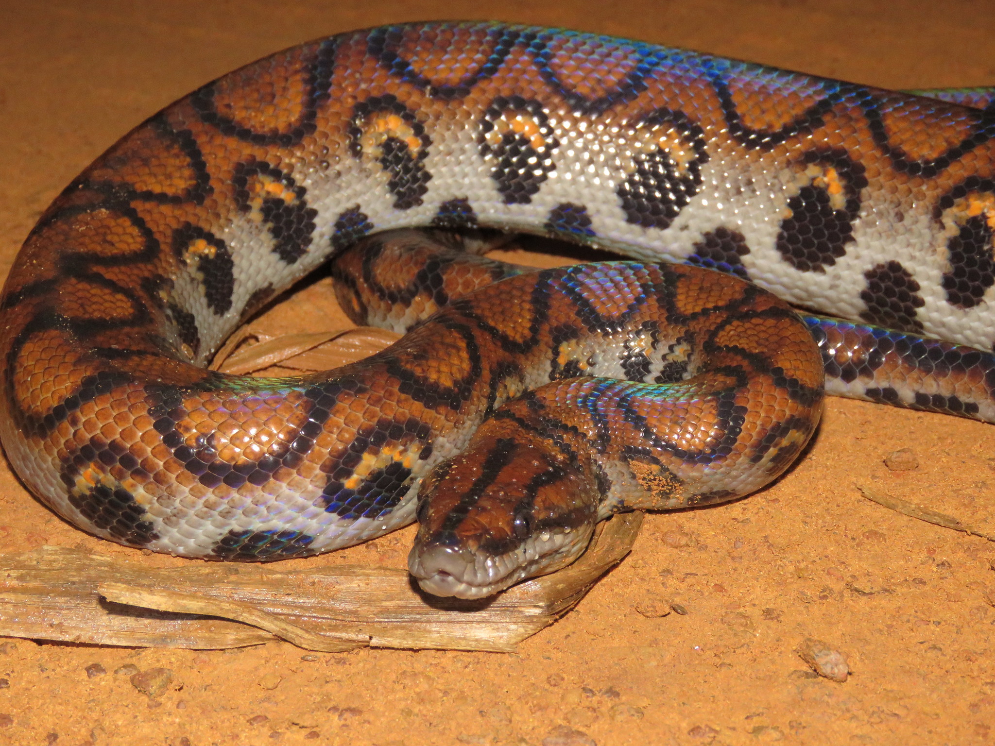 Boa Constrictor (Boa constrictor) · iNaturalist