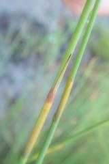 Nevillea obtusissima