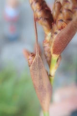 Nevillea obtusissima