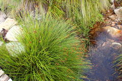 Nevillea obtusissima