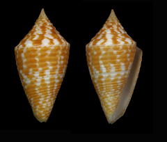 Conus acutangulus