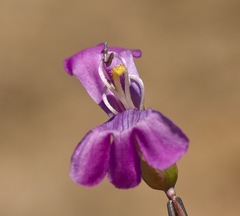 Penstemon confusus