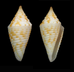 Conus acutangulus