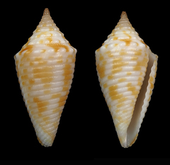 Conus acutangulus
