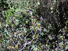 Epidendrum jamiesonis