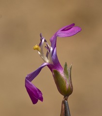 Penstemon confusus