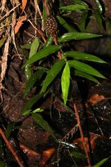 Natalobatrachus bonebergi