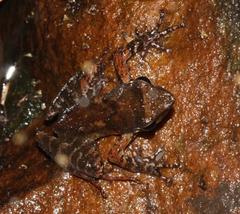 Natalobatrachus bonebergi