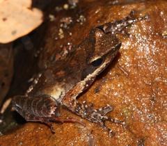 Natalobatrachus bonebergi