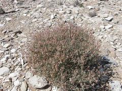 Dyerophytum africanum