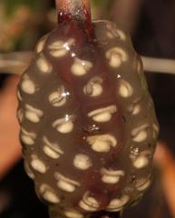 Natalobatrachus bonebergi