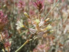 Dyerophytum africanum