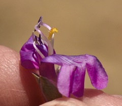 Penstemon confusus