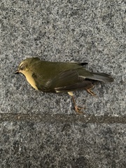 Setophaga caerulescens