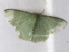 Eucyclodes metaspila